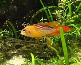 Agassiz dwarf cichlid